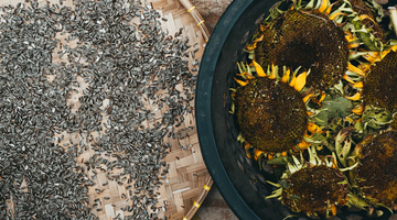 Everything You Need To Know About Sunflower Seed Flour